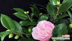 以花语传递爱与美的力量 白山茶花