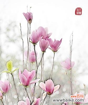 探寻白玉兰花的花语和寓意 白玉兰花