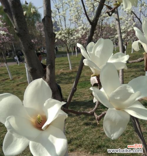 探寻白玉兰花的花语和寓意 白玉兰花