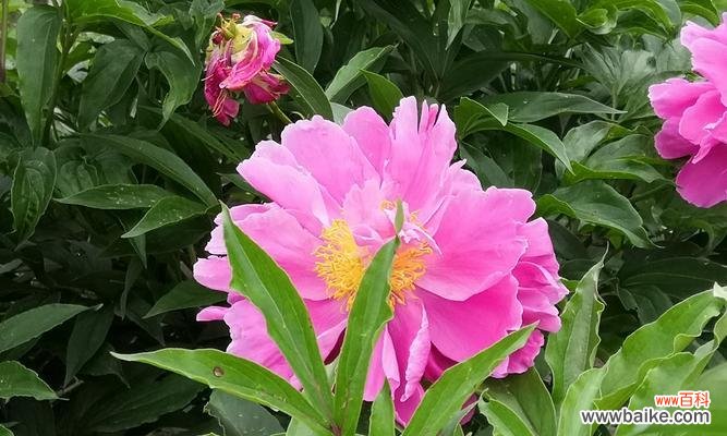 揭开白芍药花背后的花语与寓意 白芍药花语