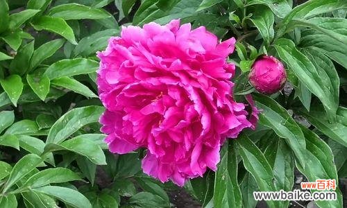 揭开白芍药花背后的花语与寓意 白芍药花语