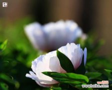 揭开白芍药花背后的花语与寓意 白芍药花语