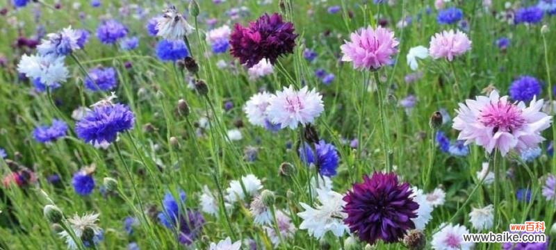 探寻矢车菊花语背后的白羊座“热情” 矢车菊花语揭示白羊座的个性特征