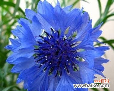 探寻矢车菊花语背后的白羊座“热情” 矢车菊花语揭示白羊座的个性特征