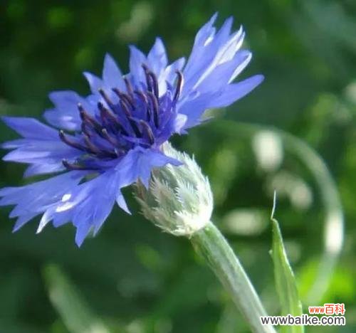 探寻矢车菊花语背后的白羊座“热情” 矢车菊花语揭示白羊座的个性特征