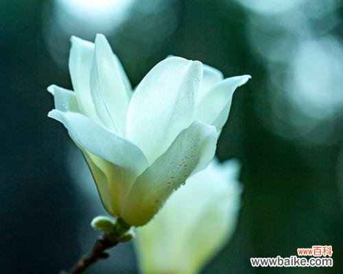 美丽高贵的白玉兰 白玉兰的花语与意义