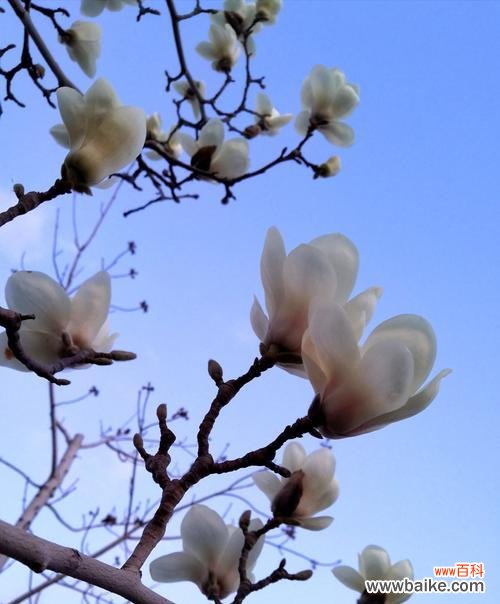 美丽高贵的白玉兰 白玉兰的花语与意义