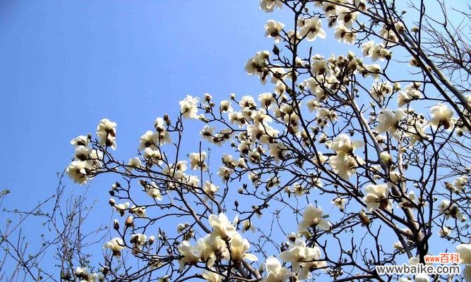 探索白玉兰的象征意义 白玉兰的美丽与寓意