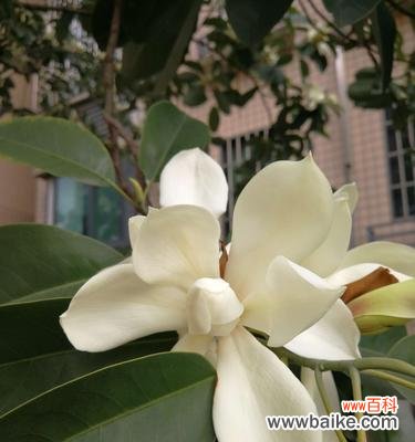 探索白玉兰的象征意义 白玉兰的美丽与寓意