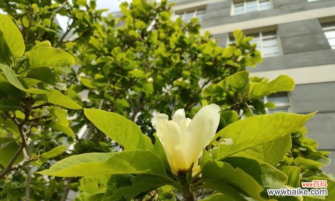 探索白玉兰的象征意义 白玉兰的美丽与寓意
