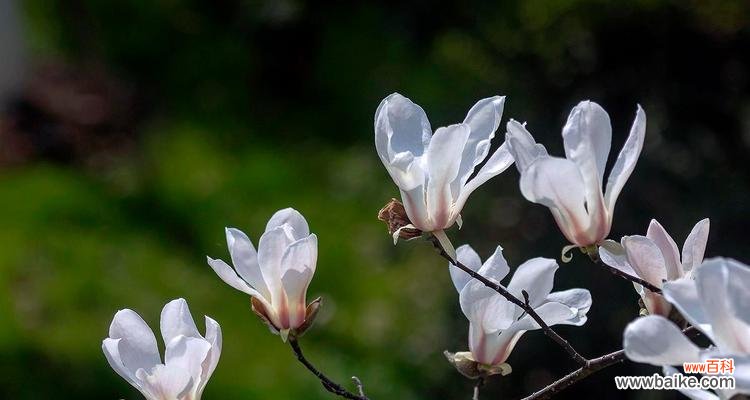 探索白玉兰花的含义及其在文化中的地位 白玉兰花的寓意与象征
