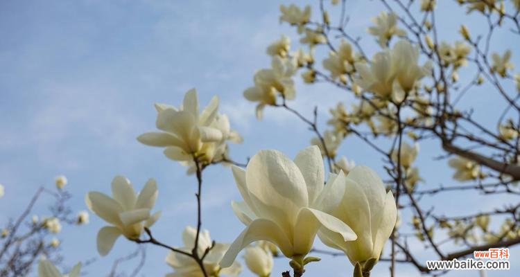 纯洁优雅的白玉兰花与人性的融合 白玉兰的象征意义及内涵