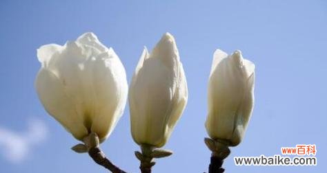 解读白玉兰花语 白玉兰花语与心灵的触动