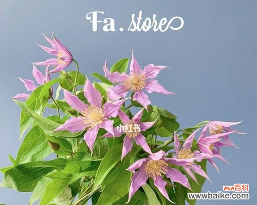 探寻铁线莲花语的奥秘 铁线莲花语