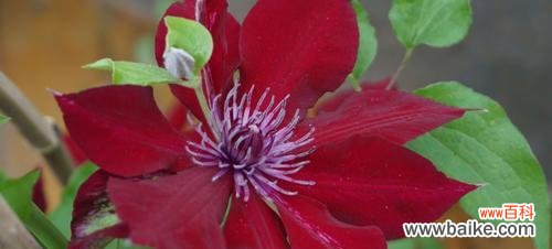 探寻铁线莲花语的奥秘 铁线莲花语