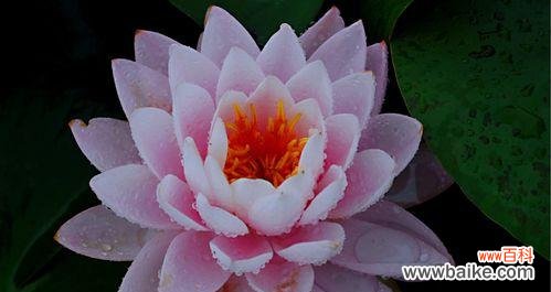 不同颜色睡莲的花语解读与传递 探寻睡莲花语之美