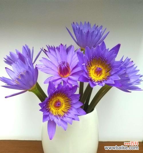 不同颜色睡莲的花语解读与传递 探寻睡莲花语之美