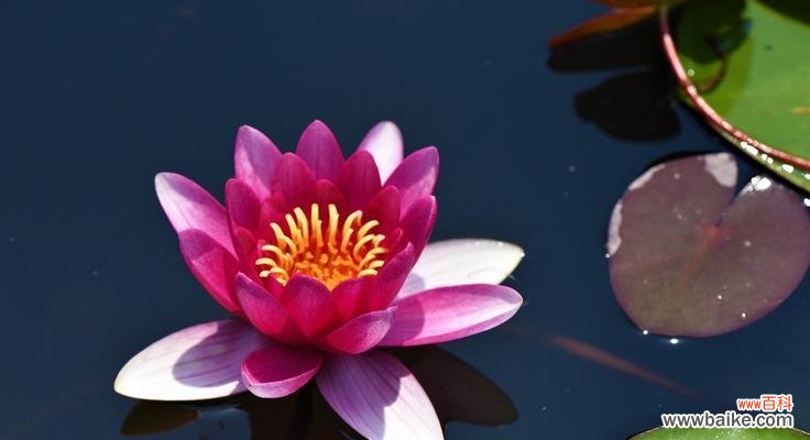 不同颜色睡莲的花语解读与传递 探寻睡莲花语之美