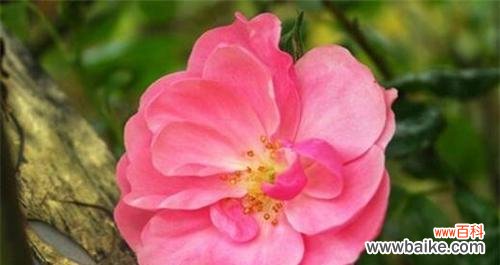 探索不同蔷薇花色的意义和象征 不同颜色蔷薇花的花语