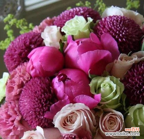 不同颜色的乒乓菊花传递的情感与祝福 乒乓菊花语的丰富意义