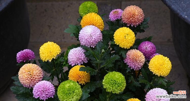 不同颜色的乒乓菊花传递的情感与祝福 乒乓菊花语的丰富意义