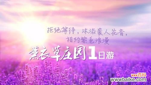 探索不同颜色薰衣草的内涵和象征意义 薰衣草花语的多彩世界