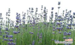 探索不同颜色薰衣草的内涵和象征意义 薰衣草花语的多彩世界