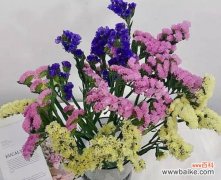 以不同颜色勿忘我传递心意 勿忘我花语，彩色盛开的情感之花