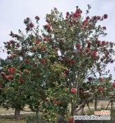 探寻茶花的深刻寓意 茶花的象征意义及含义