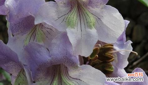 揭秘侧柏花朵的神秘语言及其象征意义 侧柏之花语与寓意