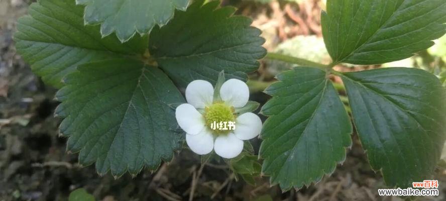 探寻草莓花在文化中的意义与象征 草莓花