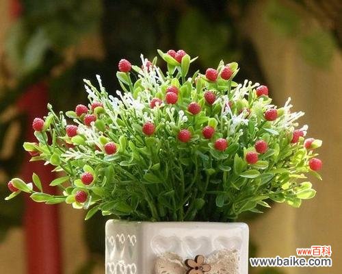 探寻草莓与生肖的深层联系 以草莓代表的生肖与其象征意义