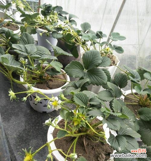 探寻草莓与生肖的深层联系 以草莓代表的生肖与其象征意义