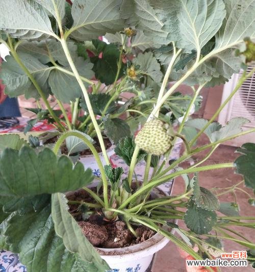 探寻草莓与生肖的深层联系 以草莓代表的生肖与其象征意义