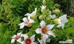 探索草本植物的世界 草本植物的种类及特点