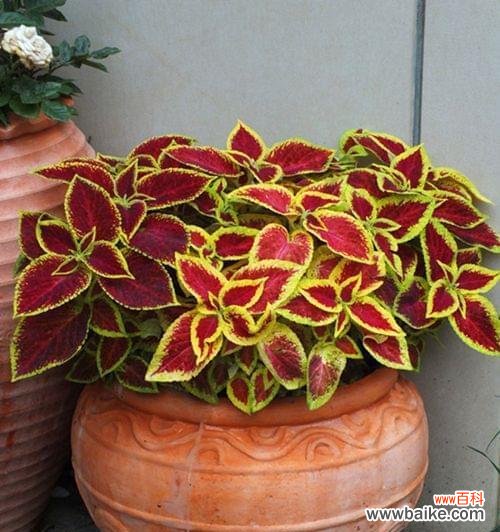 彩叶草盛开之时 彩叶草开花的花语与寓意