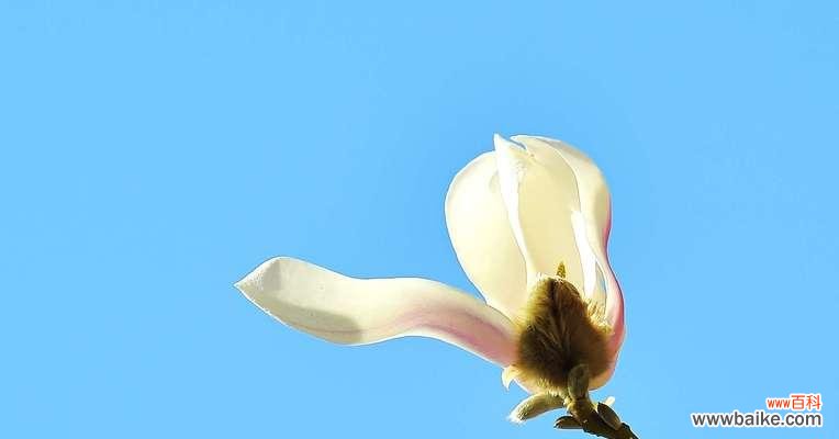 馥郁芬芳中蕴含的情感和寓意 白玉兰花语的美丽传说