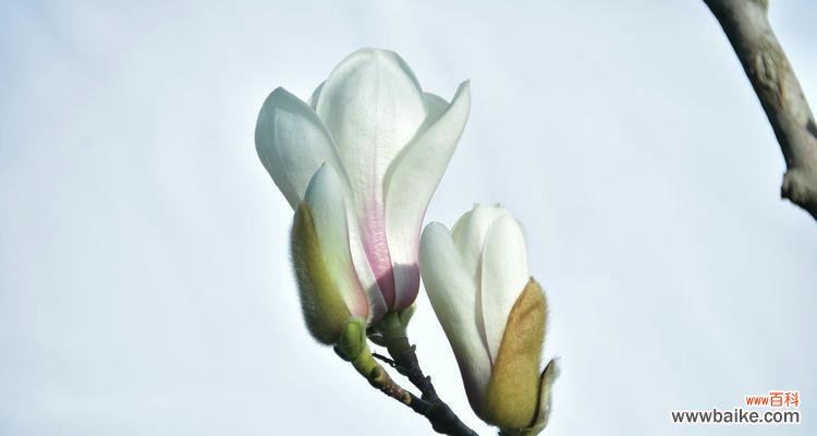 馥郁芬芳中蕴含的情感和寓意 白玉兰花语的美丽传说