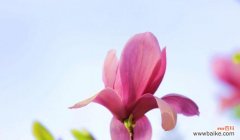 品质高尚的白玉兰树 白玉兰树的寓意及其重要性