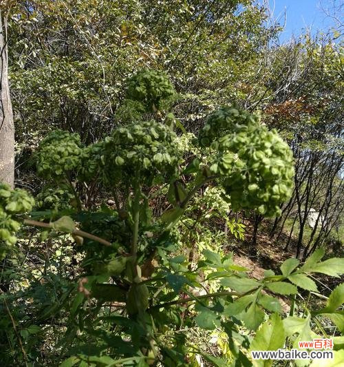 探寻白芷的文化背景与美丽之谜 白芷的花语及其意义