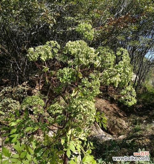 探寻白芷的文化背景与美丽之谜 白芷的花语及其意义