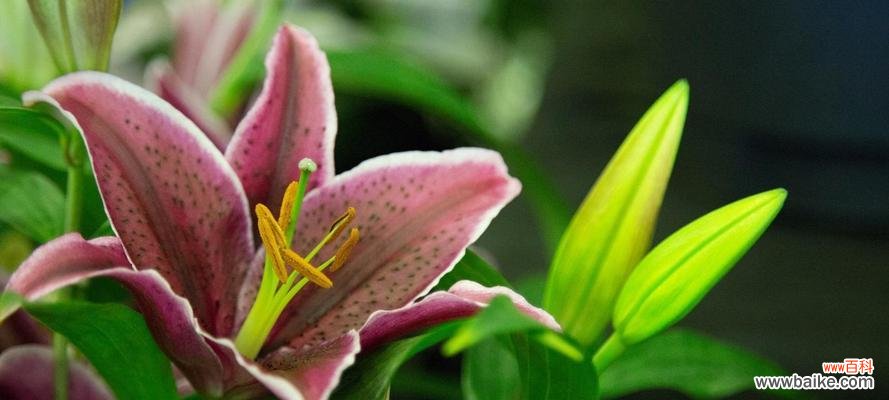 百合花的丰富意义及其寓意 百合花的象征与内涵