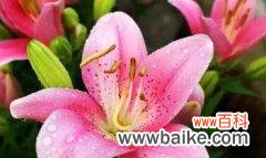 百合花的丰富意义及其寓意 百合花的象征与内涵