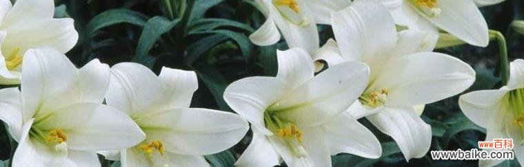 探寻百合花的文化内涵及其象征意义 百合花的象征意义与寓意