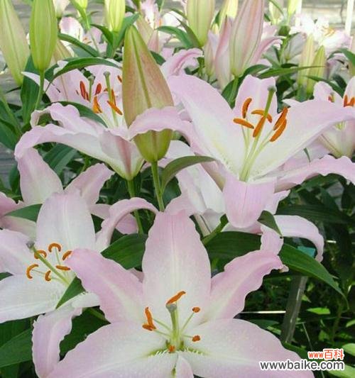 百合的花语传递美好祝福 百合花的花语与寓意