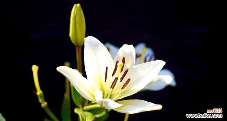 百合花的美丽与深情 百合花的意义和象征