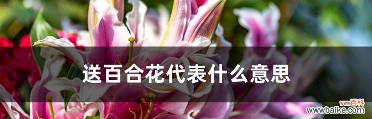 百合花的美丽与深情 百合花的意义和象征