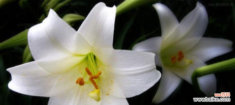 探索百合花的神秘象征与情感表达 百合花的含义与花语