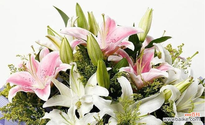 探索百合花的神秘象征与情感表达 百合花的含义与花语