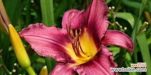 探索百合花的神秘象征与情感表达 百合花的含义与花语